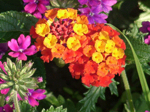 Fleurs